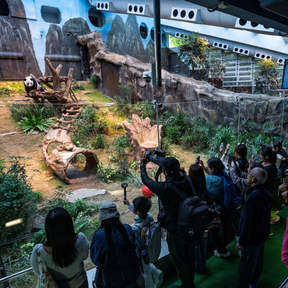 大熊猫安安可可