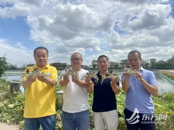 不用只认“阳澄湖”，上海这几种本地蟹也肥美多膏！怎么挑？快收藏→