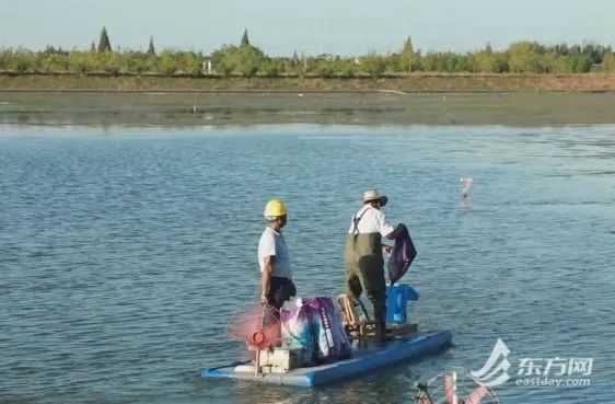 不用只认“阳澄湖”，上海这几种本地蟹也肥美多膏！怎么挑？快收藏→