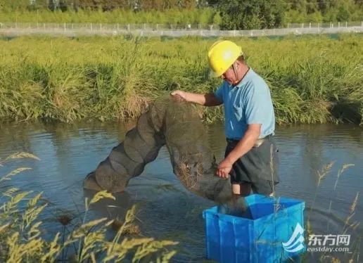 不用只认“阳澄湖”，上海这几种本地蟹也肥美多膏！怎么挑？快收藏→