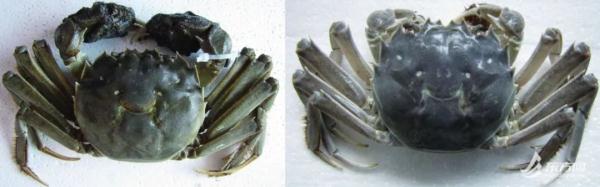 不用只认“阳澄湖”，上海这几种本地蟹也肥美多膏！怎么挑？快收藏→