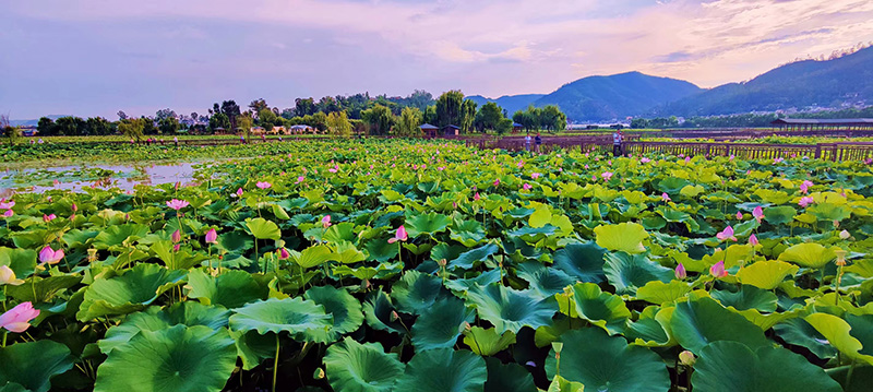 古鎮荷塘。受訪者供圖