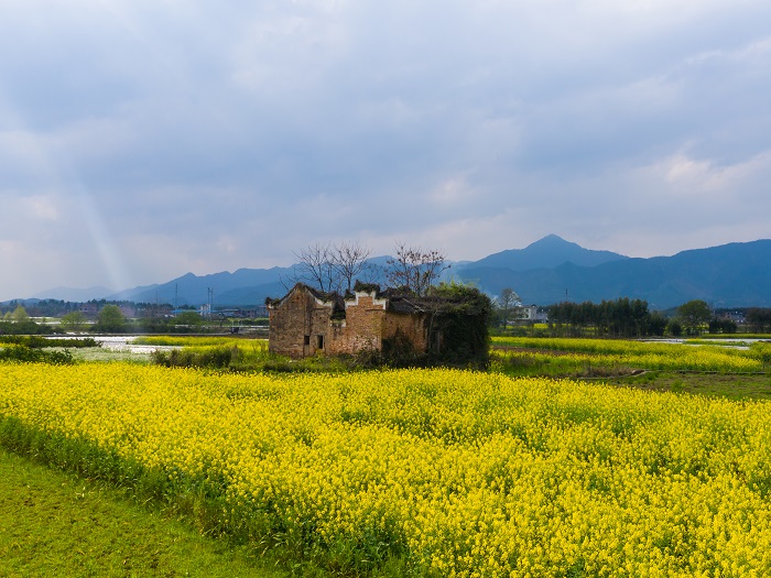 油菜花