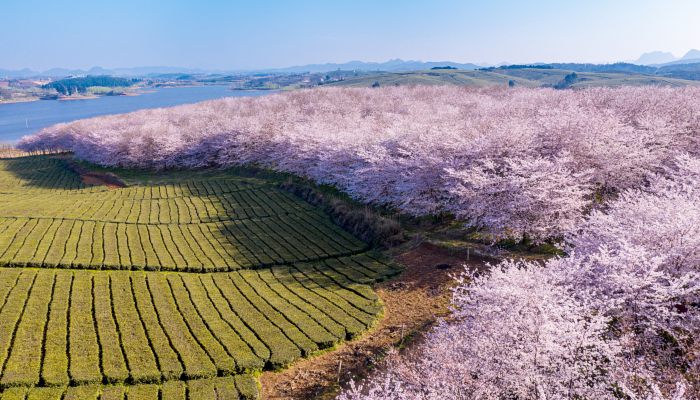 贵州在哪里哪个省 贵州地理位置介绍