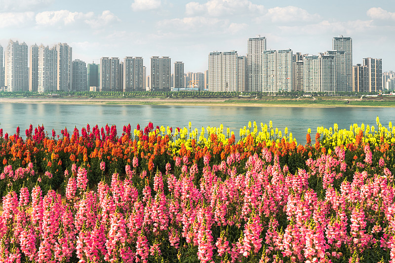 宜昌长江边的一串红花园图片下载