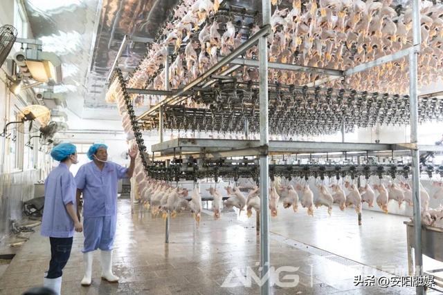 福气暖暖安阳年丨文创礼物真不赖 安阳美食难忘怀
