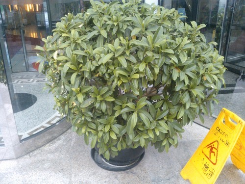 WP7.5系统低端手机实体验 诺基亚610评测 