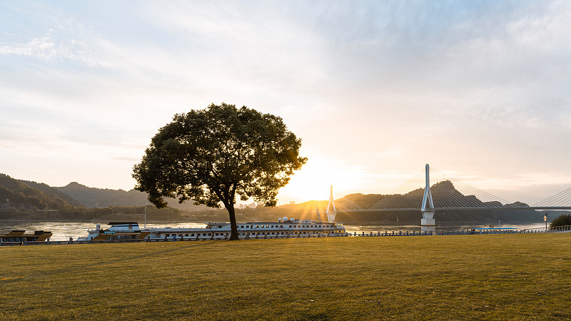 宜昌网红树图片下载
