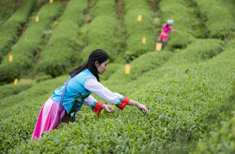思南采茶。杨秀辽摄