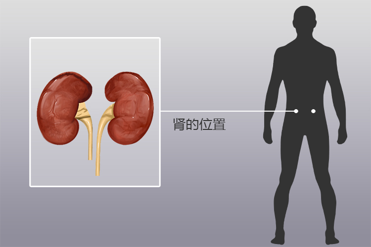 肾的位置图