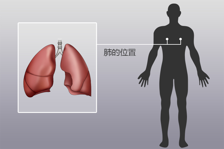 肺的位置图