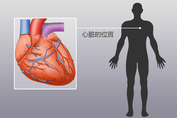 心的位置图