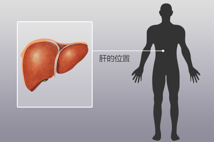 肝的位置图