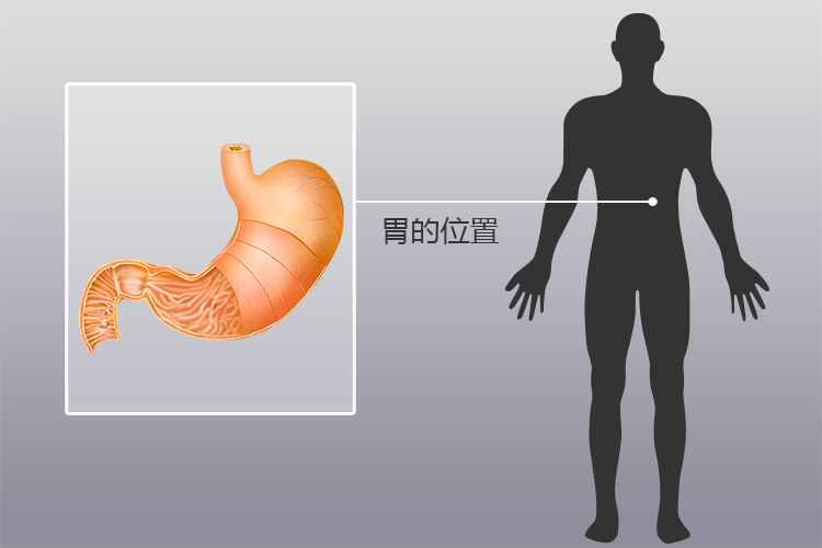 胃的位置图