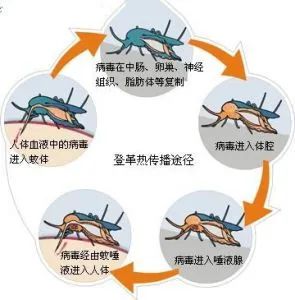 高发期！外出旅行要当心