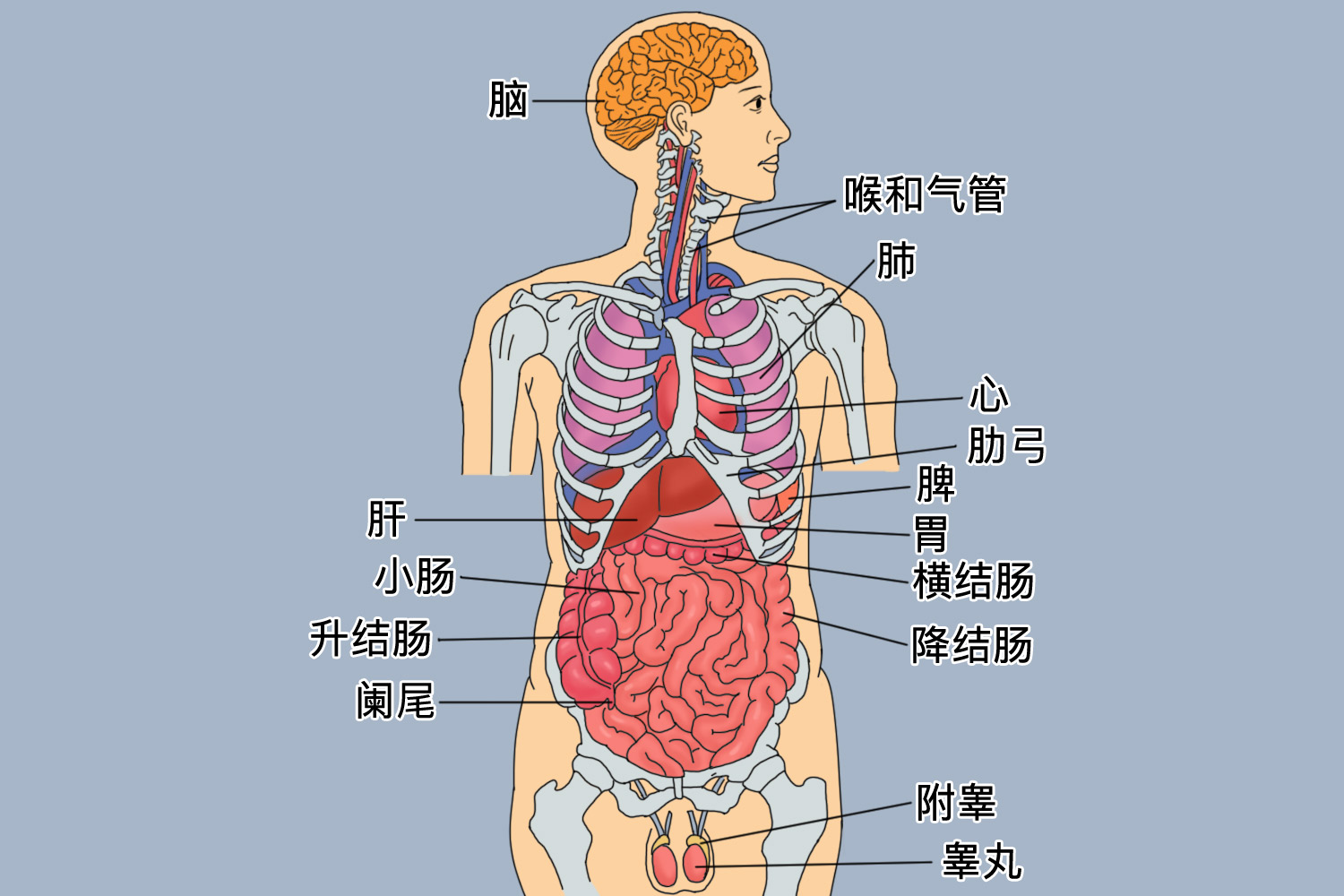 人体内脏位置分布图