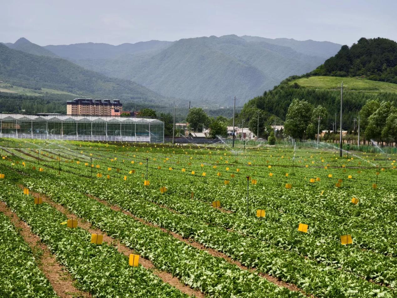 【高质量发展调研行】秦岭蔬菜如何装进粤港澳大湾区的“菜篮子”？